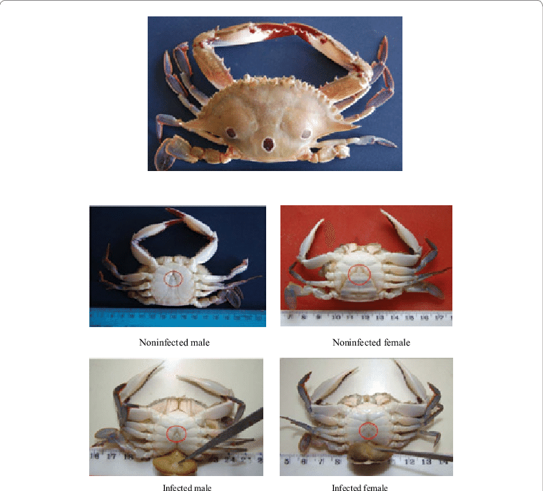 Infected And Non Infected P - Crab (761x689), Png Download