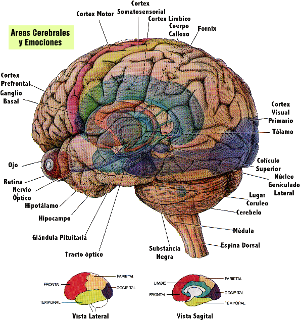 Conjunto De Dos Estructuras Pequeñas Y Redondas Localizadas - Brain Diagram In Spanish (603x642), Png Download