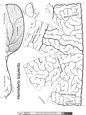 Con Esta Plantilla El Alumnado Podrá Construirse Una - Recortables Del Sistema Nervioso (300x424), Png Download