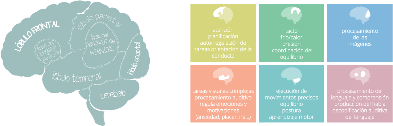 El Tdah En El Cerebro, Funciones Del Las Áreas Cerebrales - Drawing (1290x535), Png Download