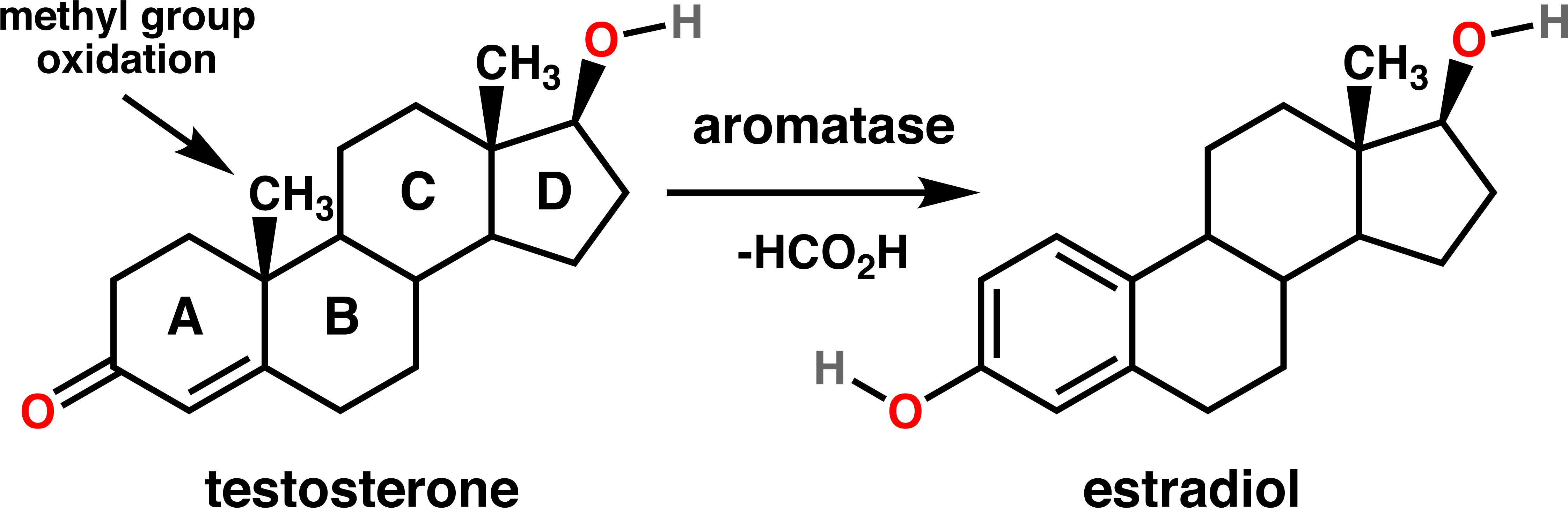 Testosterone Estradiol Conversion - Testosterone And Estradiol Structure (4539x1531), Png Download