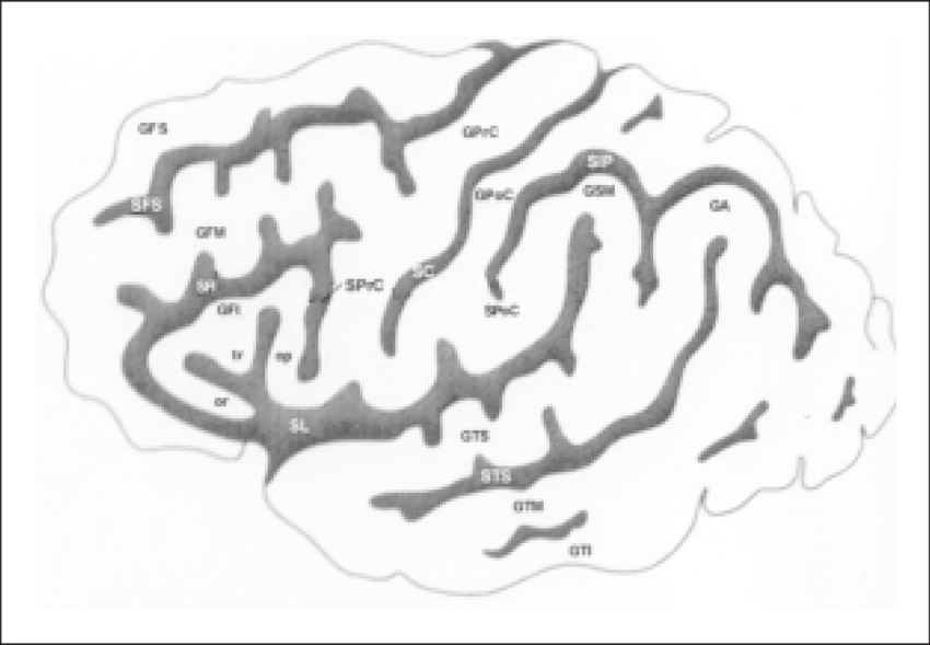 Esquema Dos Sulcos E Giros Da Face Súpero-lateral Do - Central Sulcus (850x589), Png Download