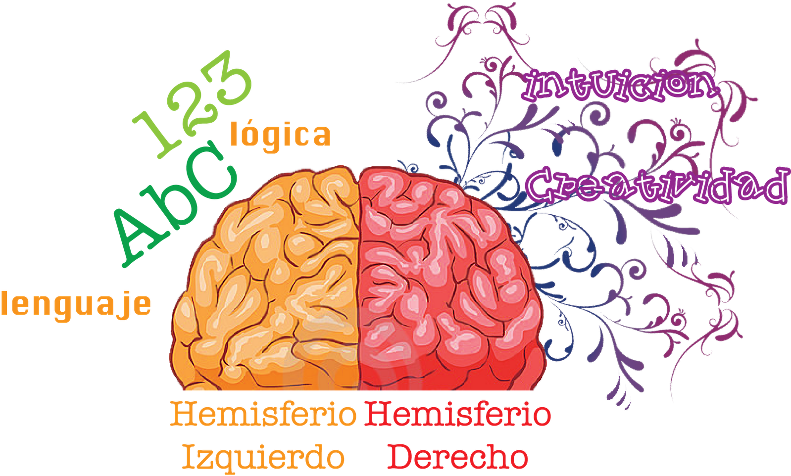 Posicionamiento Web Asturias - Human Brain (1600x1047), Png Download