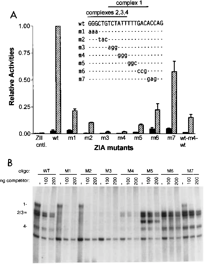 Tpa Inducibility Of Zia Mutants In The Context Of 3zia1zii - Diagram (705x922), Png Download