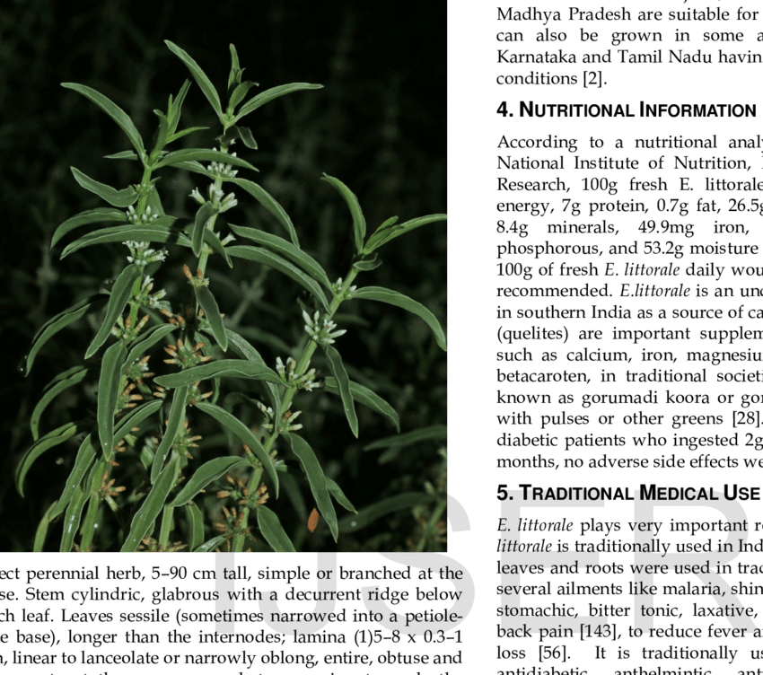 Enicostemma Littorale With White Flowers - Science (850x752), Png Download