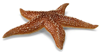 Starfish Png Picture - Starfish (600x600), Png Download