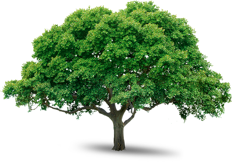 Tree Png Image Free Download Picture Tree Png - Photoshop Tree Png Images Free Download (912x635), Png Download