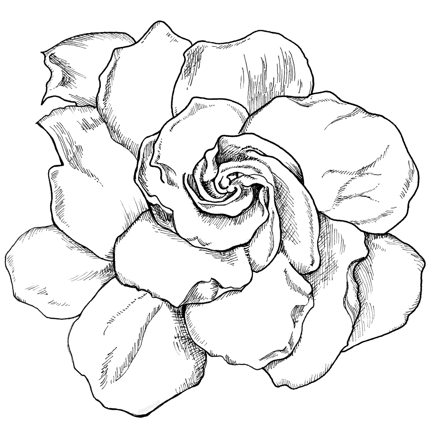 Gardenia Live Life Project Download (1600x1600), Png Download