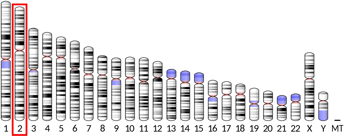 -by Bhagat Singh @truthinad ><https - Human Chromosomes Ideogram (1200x478), Png Download