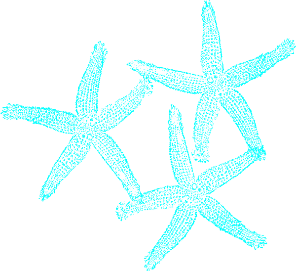 Small - Turquoise Starfish Clipart (600x548), Png Download