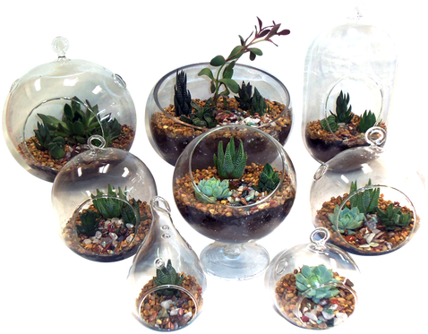 We Sell Premium Succulent Arrangements - .net (478x373), Png Download