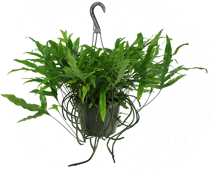 Kangaroo Paw Fern Hanging Basket - Kangaroo Paw (700x900), Png Download