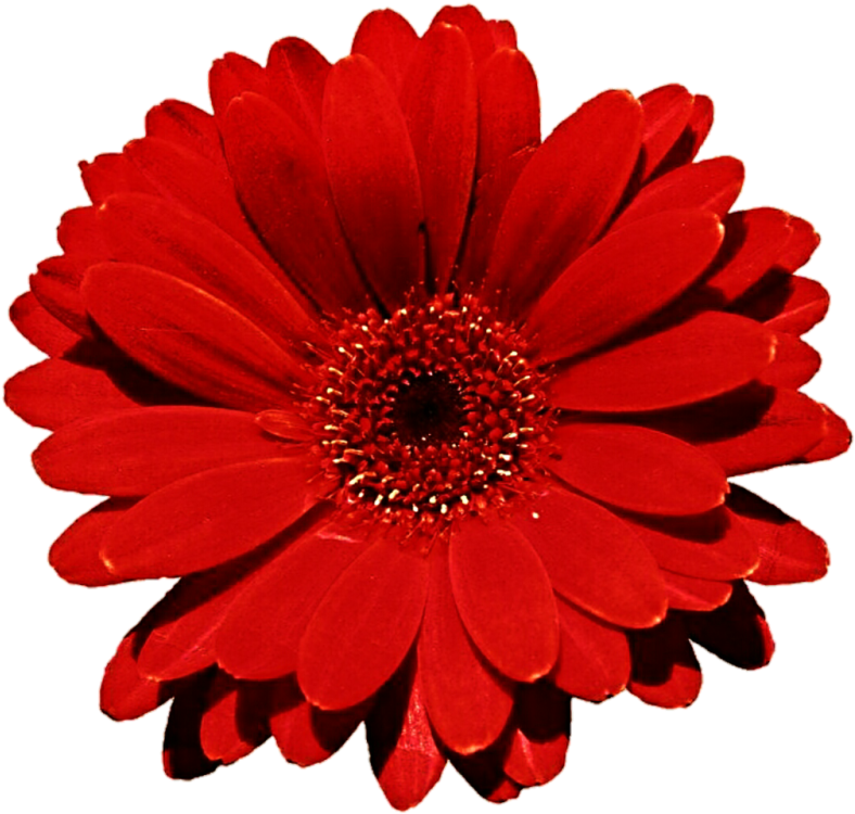 Pin Red Daisy Clip Art - Latitude Run Otto Daisy Flower Indoor/outdoor Throw (800x760), Png Download