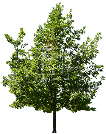 Parent Category - American Holly (450x450), Png Download