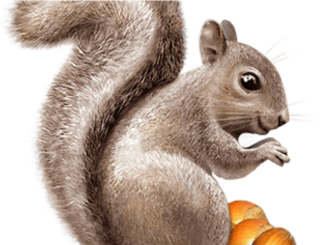 Squirrel Png Transparent Images - Squirrel Animals Png Transparent (640x480), Png Download