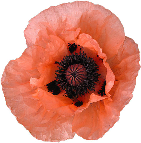 Pink 3 Peach Png Transparent Poppy Salmon Transparent - Poppy (500x500), Png Download