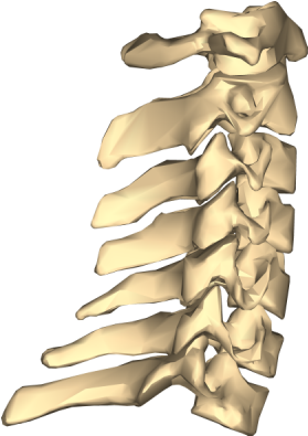 Vertebrae Gif (400x400), Png Download