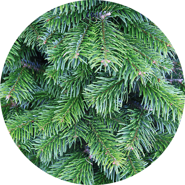 Nordmann Fir (600x600), Png Download