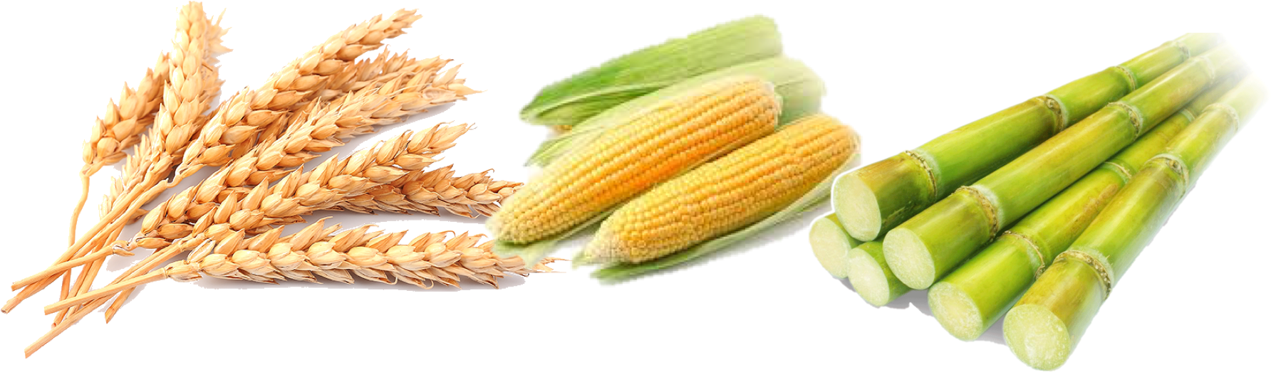 Review Of The Duty Structure On Wheat, Maize And Sugar - Wheat And Corn Png (1833x576), Png Download