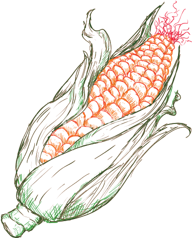 Corn At Getdrawings Com - Drawing Corn Illustration (550x550), Png Download