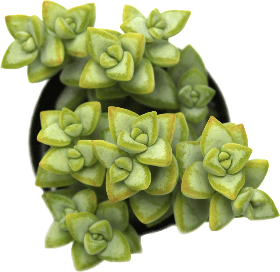 Crassula Rupestris 'rosary Vine' - Pigmyweeds (1024x1024), Png Download
