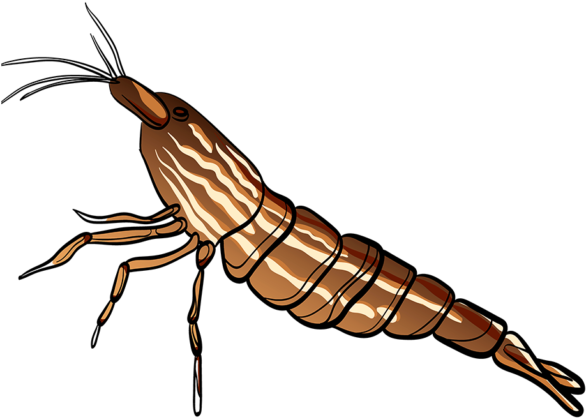 Appearance Of Bamboo Shrimp - Atyopsis (600x503), Png Download