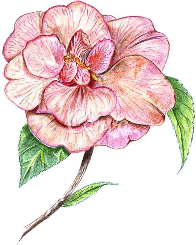 Hand Of Colored Photos By Canva - Hand Drawn Colour Flower Png (640x800), Png Download