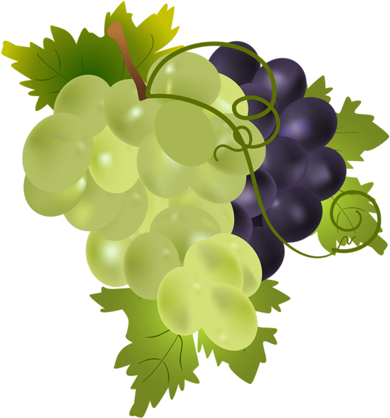 Grapes Png Clip Art Image - Grapes Png (559x600), Png Download