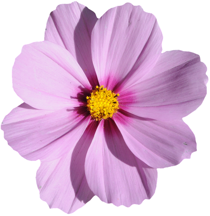 Flor Morada Png (701x720), Png Download