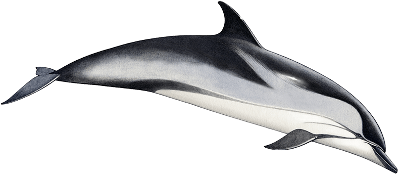 Tethys Research Institute - Striped Dolphin (827x361), Png Download