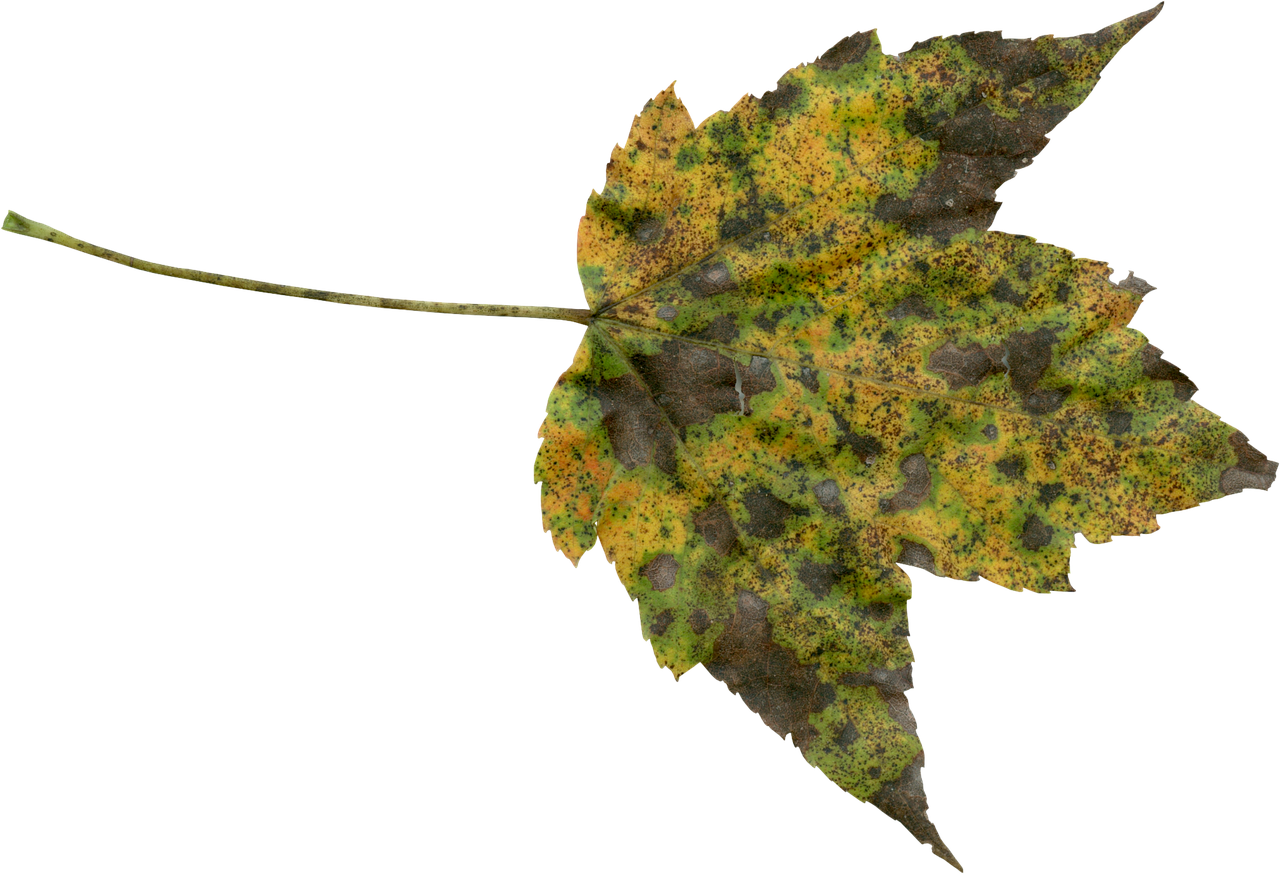 Autumn, Fall, Png, Transparent, Foliage, Orange, Nature - Transparent Free Nature Png (960x655), Png Download