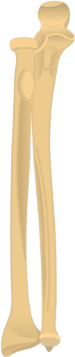 Radius And Ulna Bones - Radius And Ulna (509x550), Png Download