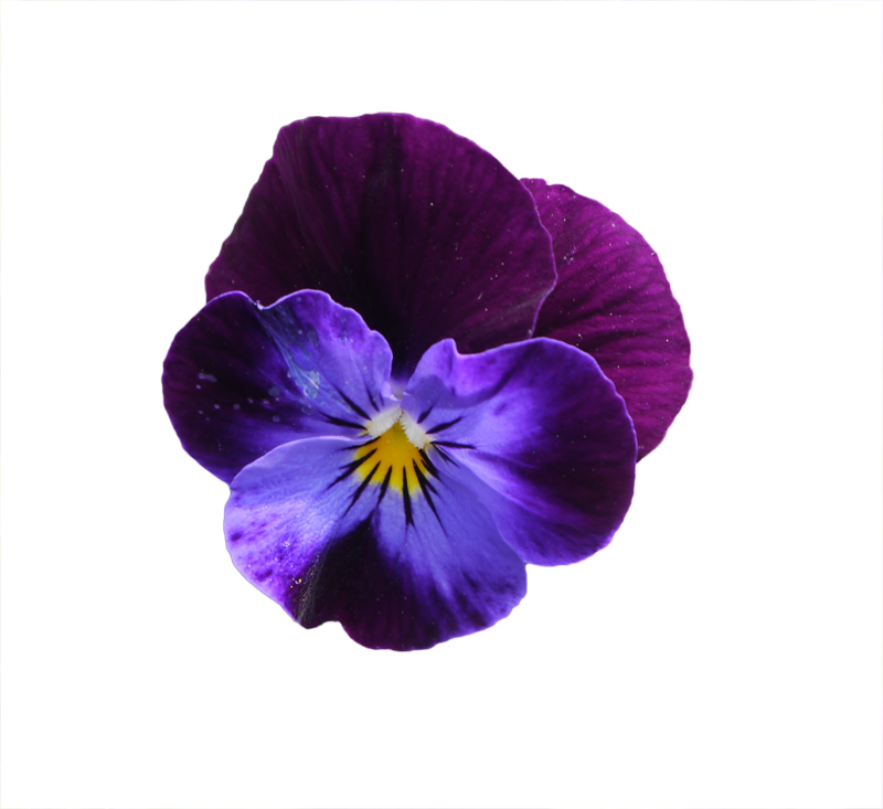 Purple Flowers - Pansy (800x733), Png Download