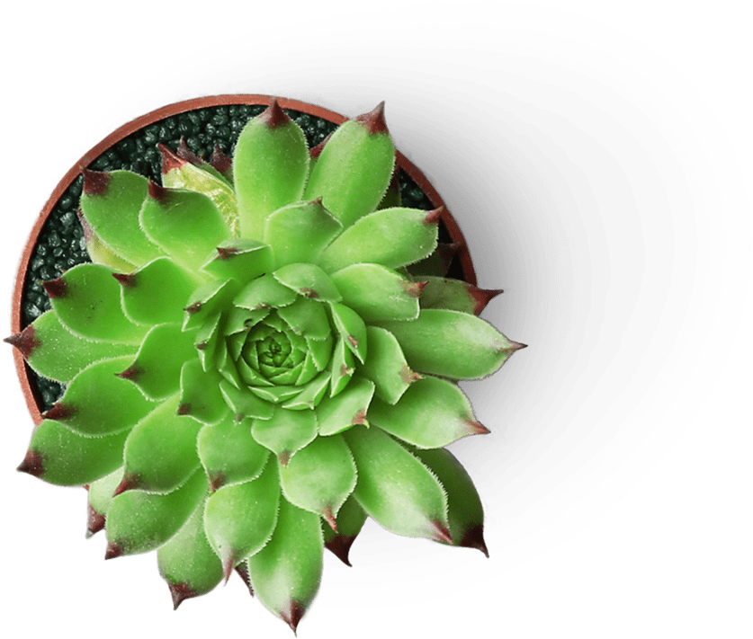 Find Out More - Succulent Plant (1005x854), Png Download