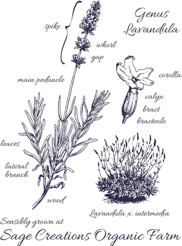 Buds Form On The Spikes And Grow, Eventually Changing - Lavandula Angustifolia (819x1024), Png Download