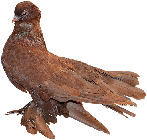 Png, Paloma Red, Paloma, Ave, Feathers - Stock.xchng (960x638), Png Download