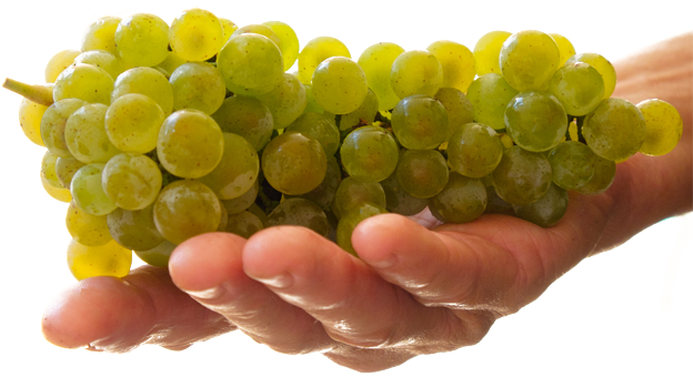 Elk Island Winery - Sultana (624x340), Png Download