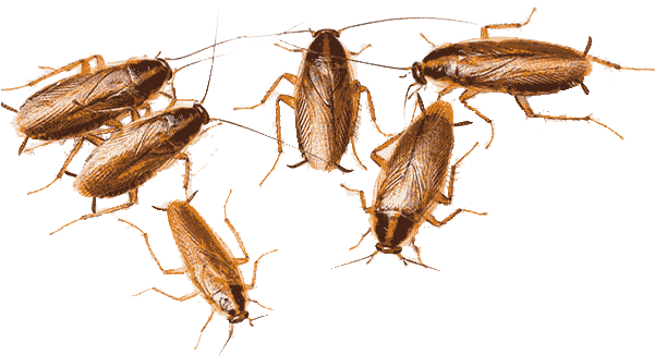 Cucaracha Alemana - 6 Cockroaches (600x400), Png Download