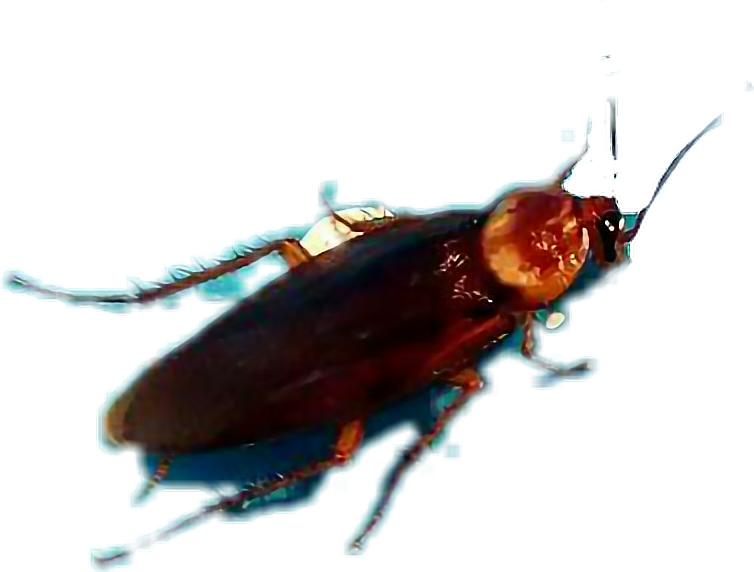 Report Abuse - Leaf Beetle (754x572), Png Download