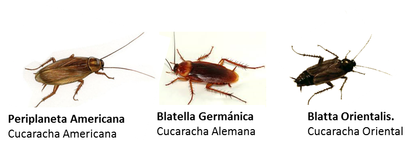 Tipo Cucarachas - Blattella Germanica (828x299), Png Download
