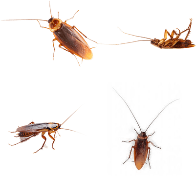 Cockroach (400x400), Png Download