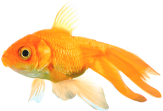 Png Peces - Imagenes Png De Peces (364x332), Png Download