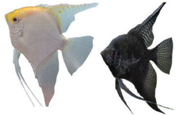 Llamado Científicamente Poecilia Sphenops, Este Pez - Tipos De Peces Png (470x269), Png Download