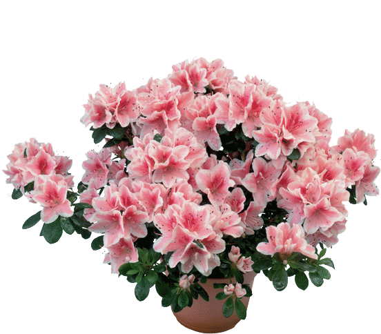 Azalea - Azalea Pianta (608x608), Png Download