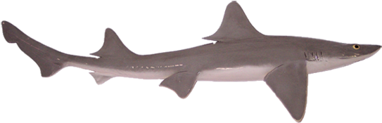 Dogfish D - Pacific Sturgeon (600x200), Png Download
