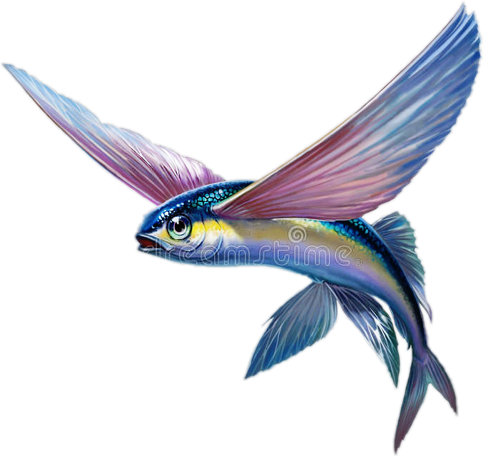 Pezvolador @12jfrk Pez Volador - Flying Fish (677x639), Png Download