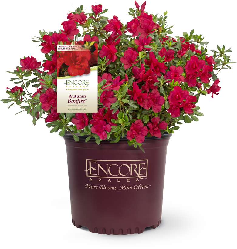 Autumn Bonfire™ Encore® Azalea - Encore Azalea Autumn Bonfire (820x900), Png Download