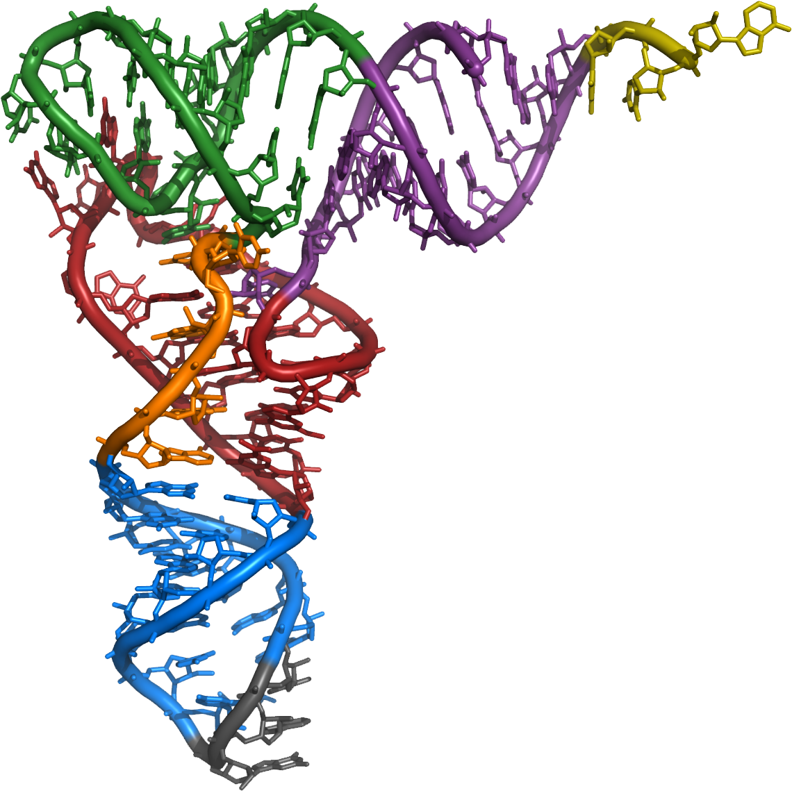 Structural Analysis Of Key Intermediary Between Genetic - Structural Features Of Yeast Phenylalanine Trna (1174x1161), Png Download