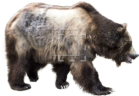 Parent Category - Grizzly Industrial, Inc. (450x450), Png Download