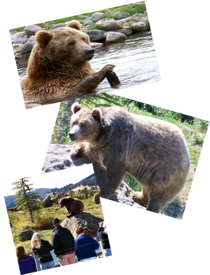 Rsp-b - Grizzly Bear (424x555), Png Download
